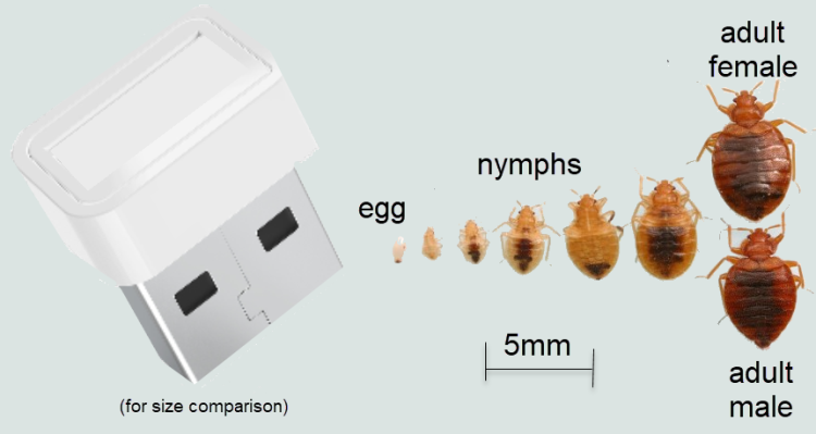 Bedbugs growth and development