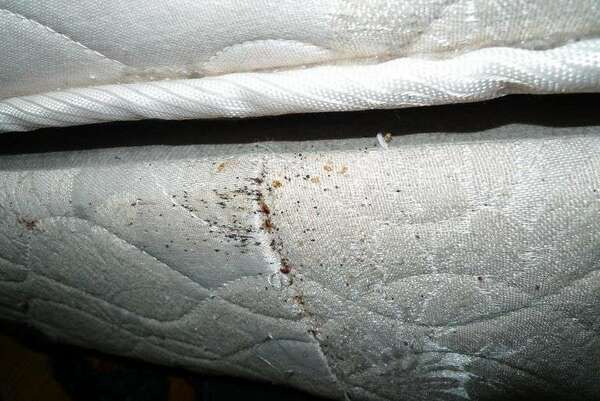 Rusty spots of bedbug excrement on sheets.